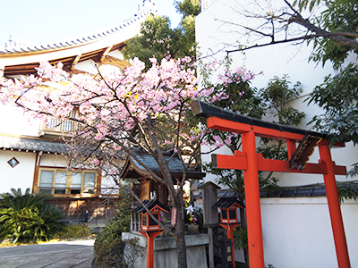 大阪市天王寺区 齢延寺の桜の写真