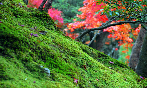 京都の銀閣寺にお墓や永代供養ある？庭園